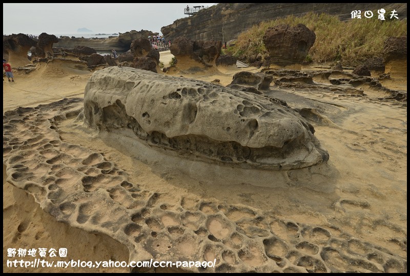 野柳地質å 野柳地質公園_DSC3824