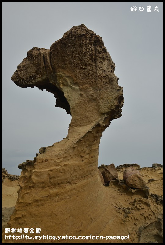 野柳地質å 野柳地質公園_DSC3810