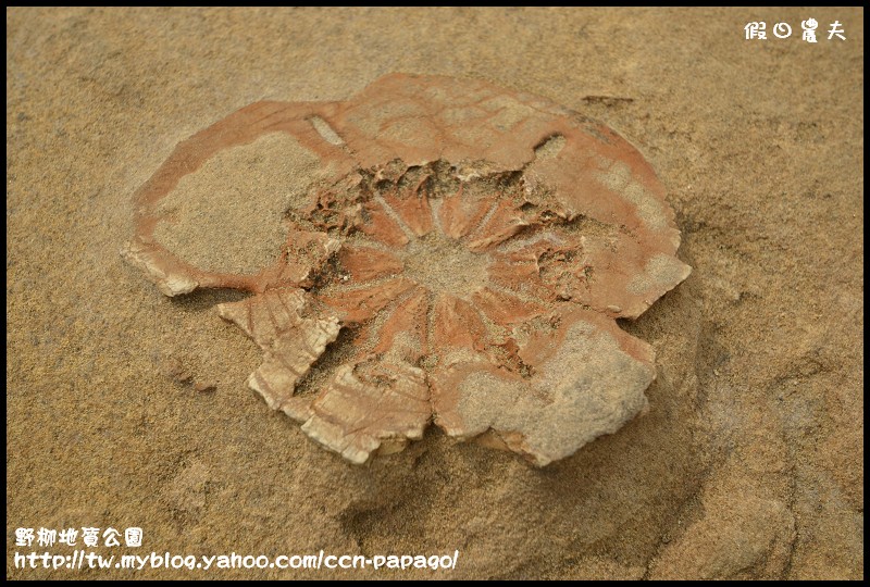 野柳地質å 野柳地質公園_DSC3821