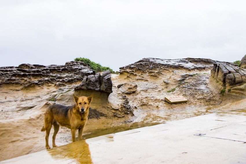 【玩樂．新北】北海岸必遊景點／野柳地質景觀公園～壯觀奇岩林立，女王頭必拍