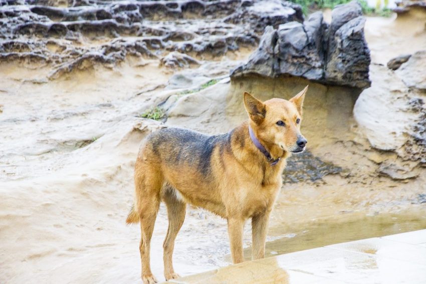 【玩樂．新北】北海岸必遊景點／野柳地質景觀公園～壯觀奇岩林立，女王頭必拍