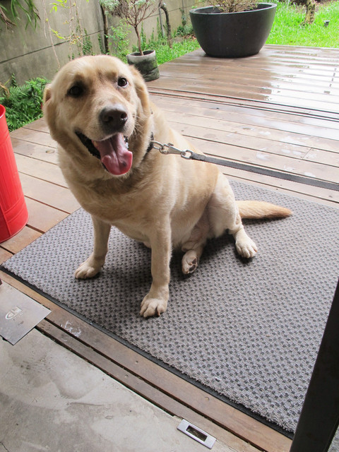 【食記♥台中】樂活朝午食/早安、午安、都好!/目覺咖啡三店mezamashikohi。