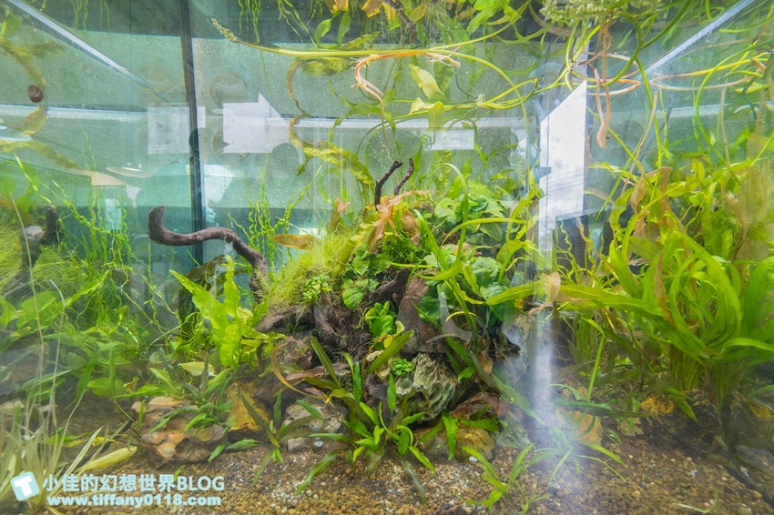 [宜蘭員山景點]跟團可以這樣玩/勝洋休閒農場+可達休閒羊場/生態瓶+水草麵條DIY/餵羊餵兔子還有好多可愛小動物