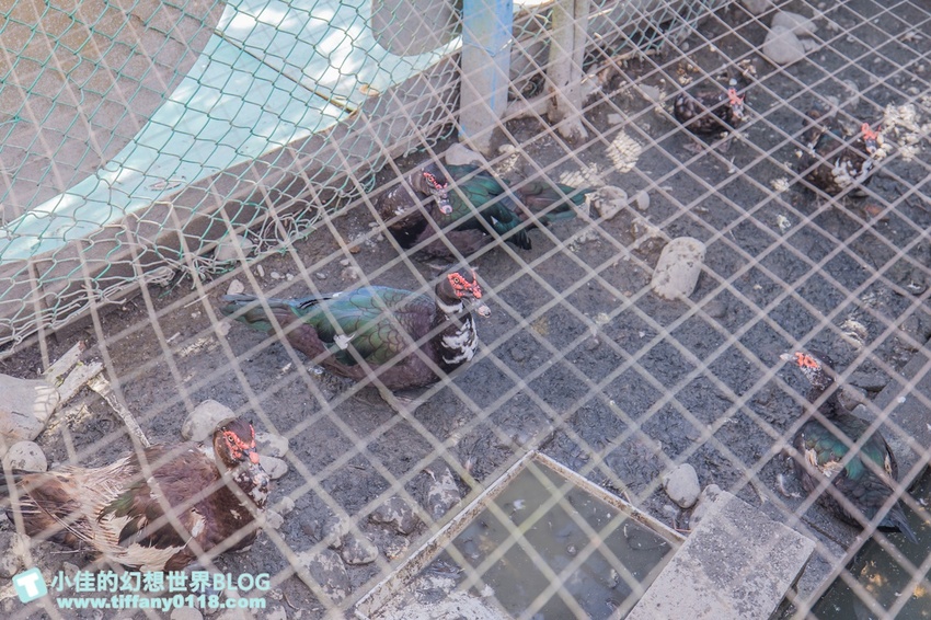 [宜蘭員山景點]跟團可以這樣玩/勝洋休閒農場+可達休閒羊場/生態瓶+水草麵條DIY/餵羊餵兔子還有好多可愛小動物