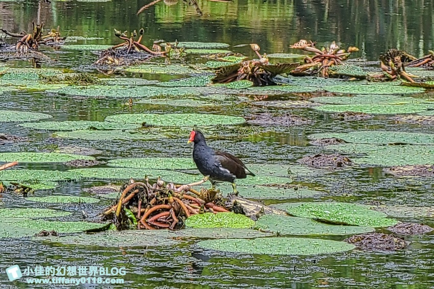 [宜蘭員山景點]跟團可以這樣玩/勝洋休閒農場+可達休閒羊場/生態瓶+水草麵條DIY/餵羊餵兔子還有好多可愛小動物