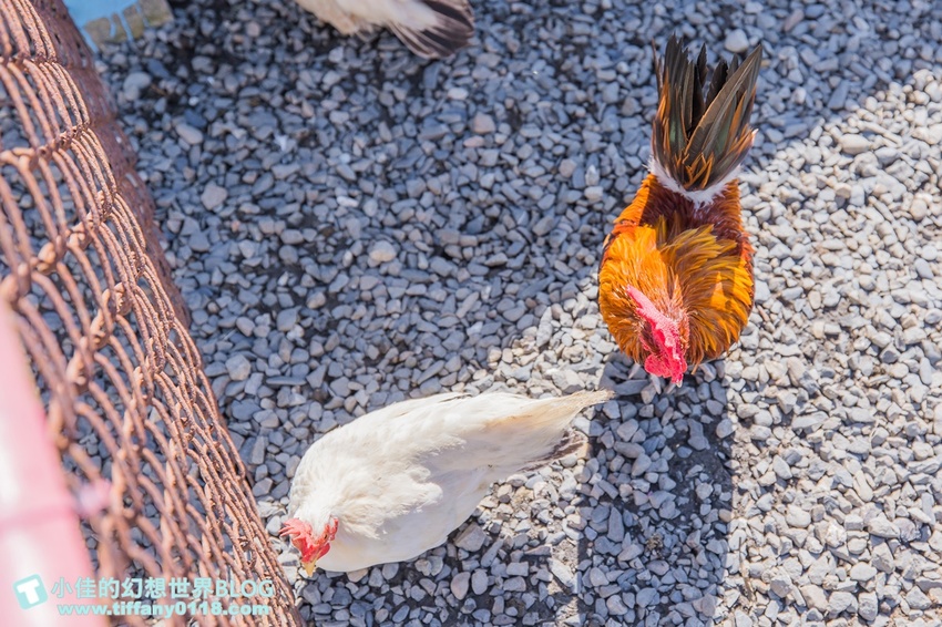 [宜蘭員山景點]跟團可以這樣玩/勝洋休閒農場+可達休閒羊場/生態瓶+水草麵條DIY/餵羊餵兔子還有好多可愛小動物