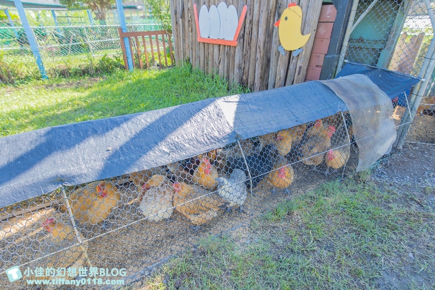 [宜蘭員山景點]跟團可以這樣玩/勝洋休閒農場+可達休閒羊場/生態瓶+水草麵條DIY/餵羊餵兔子還有好多可愛小動物