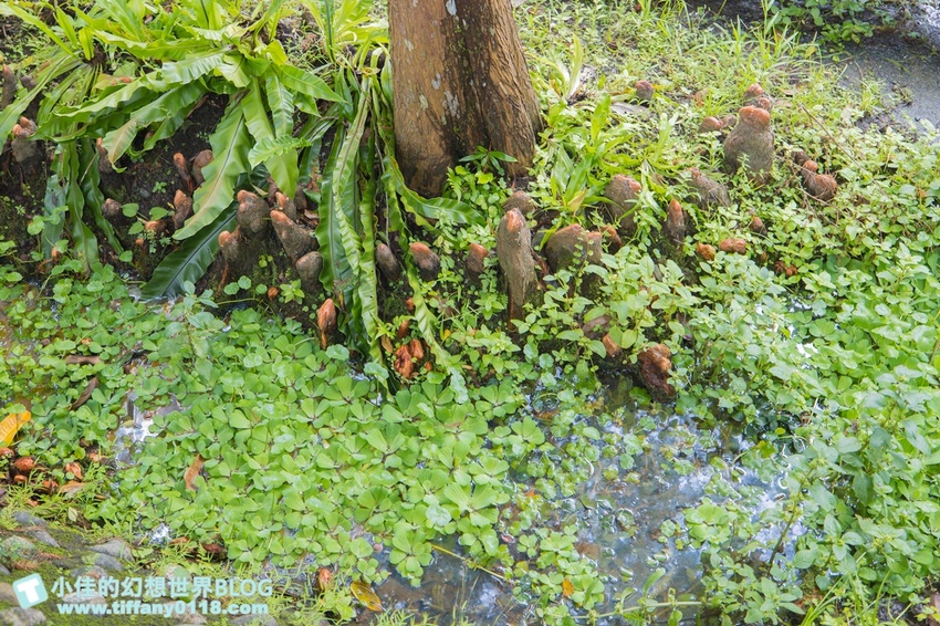 [宜蘭員山景點]跟團可以這樣玩/勝洋休閒農場+可達休閒羊場/生態瓶+水草麵條DIY/餵羊餵兔子還有好多可愛小動物