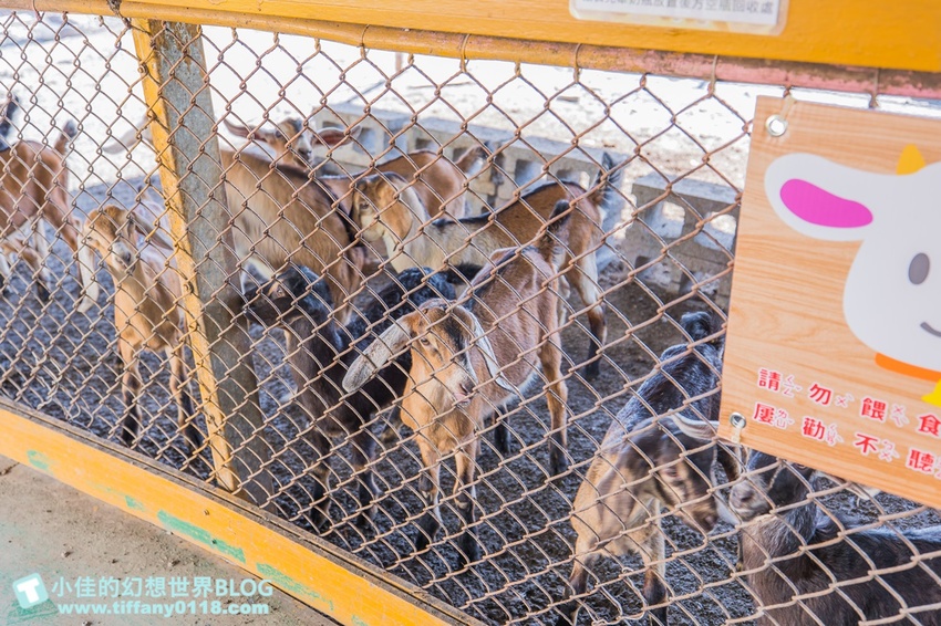 [宜蘭員山景點]跟團可以這樣玩/勝洋休閒農場+可達休閒羊場/生態瓶+水草麵條DIY/餵羊餵兔子還有好多可愛小動物