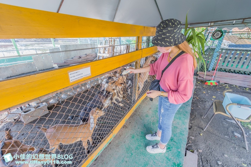 [宜蘭員山景點]跟團可以這樣玩/勝洋休閒農場+可達休閒羊場/生態瓶+水草麵條DIY/餵羊餵兔子還有好多可愛小動物