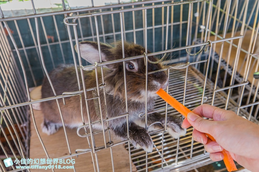 [宜蘭員山景點]跟團可以這樣玩/勝洋休閒農場+可達休閒羊場/生態瓶+水草麵條DIY/餵羊餵兔子還有好多可愛小動物