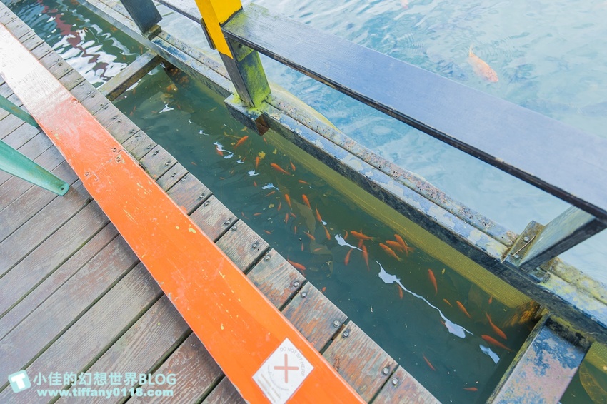 [宜蘭員山景點]跟團可以這樣玩/勝洋休閒農場+可達休閒羊場/生態瓶+水草麵條DIY/餵羊餵兔子還有好多可愛小動物