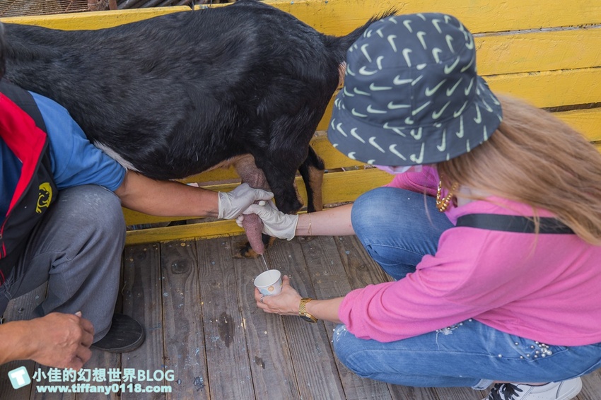 [宜蘭員山景點]跟團可以這樣玩/勝洋休閒農場+可達休閒羊場/生態瓶+水草麵條DIY/餵羊餵兔子還有好多可愛小動物