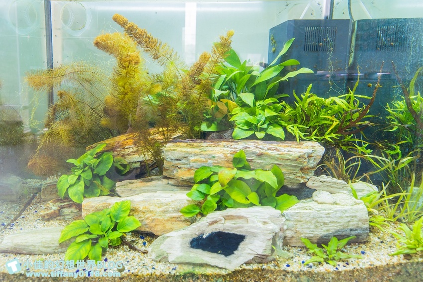 [宜蘭員山景點]跟團可以這樣玩/勝洋休閒農場+可達休閒羊場/生態瓶+水草麵條DIY/餵羊餵兔子還有好多可愛小動物