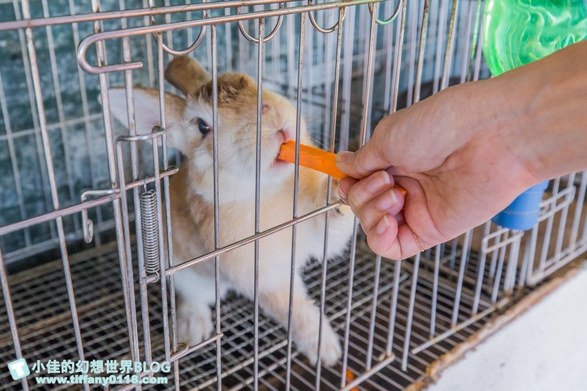 [宜蘭員山景點]跟團可以這樣玩/勝洋休閒農場+可達休閒羊場/生態瓶+水草麵條DIY/餵羊餵兔子還有好多可愛小動物