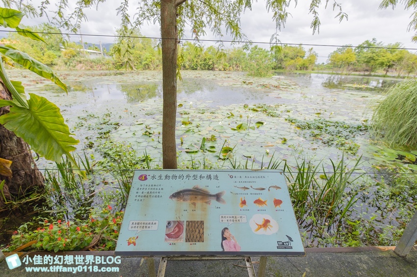 [宜蘭員山景點]跟團可以這樣玩/勝洋休閒農場+可達休閒羊場/生態瓶+水草麵條DIY/餵羊餵兔子還有好多可愛小動物