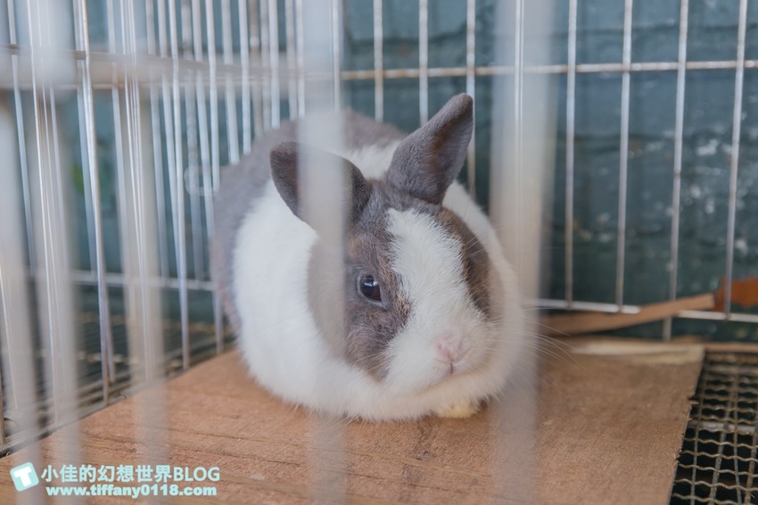 [宜蘭員山景點]跟團可以這樣玩/勝洋休閒農場+可達休閒羊場/生態瓶+水草麵條DIY/餵羊餵兔子還有好多可愛小動物