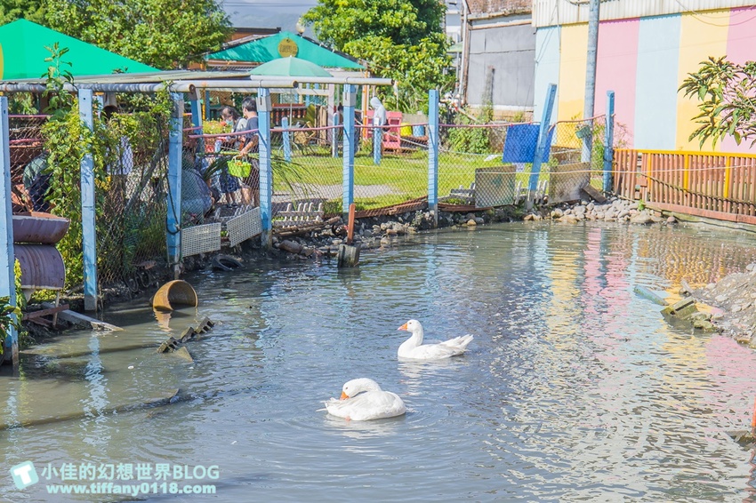[宜蘭員山景點]跟團可以這樣玩/勝洋休閒農場+可達休閒羊場/生態瓶+水草麵條DIY/餵羊餵兔子還有好多可愛小動物