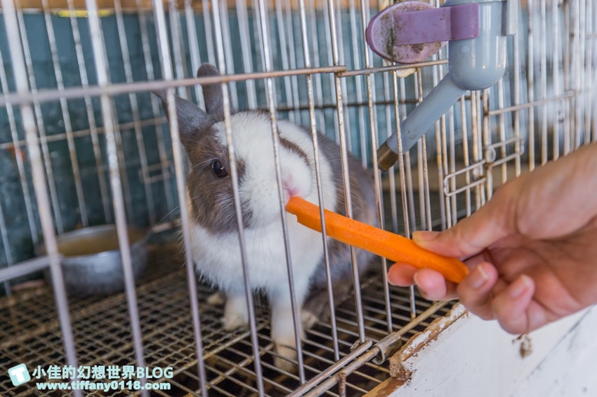 [宜蘭員山景點]跟團可以這樣玩/勝洋休閒農場+可達休閒羊場/生態瓶+水草麵條DIY/餵羊餵兔子還有好多可愛小動物