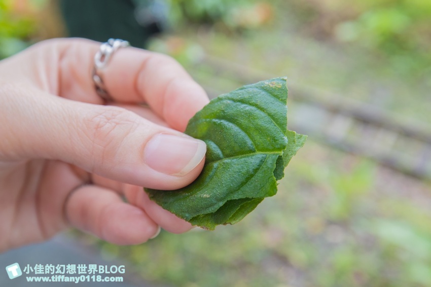 [宜蘭員山景點]跟團可以這樣玩/勝洋休閒農場+可達休閒羊場/生態瓶+水草麵條DIY/餵羊餵兔子還有好多可愛小動物