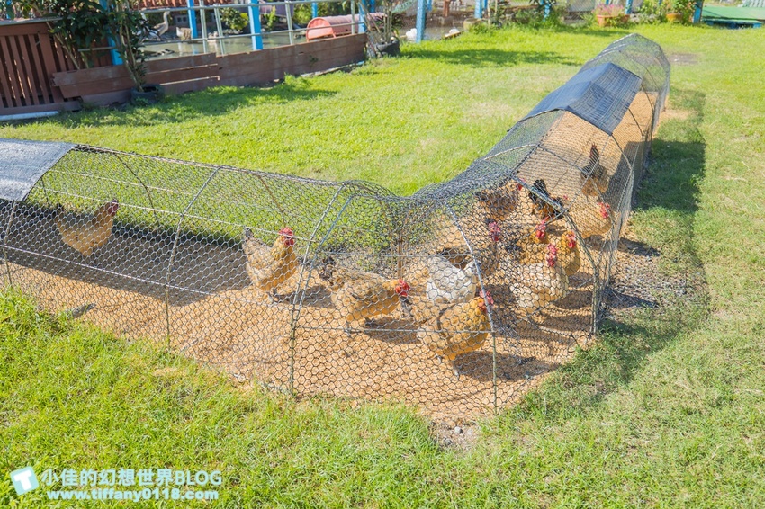 [宜蘭員山景點]跟團可以這樣玩/勝洋休閒農場+可達休閒羊場/生態瓶+水草麵條DIY/餵羊餵兔子還有好多可愛小動物
