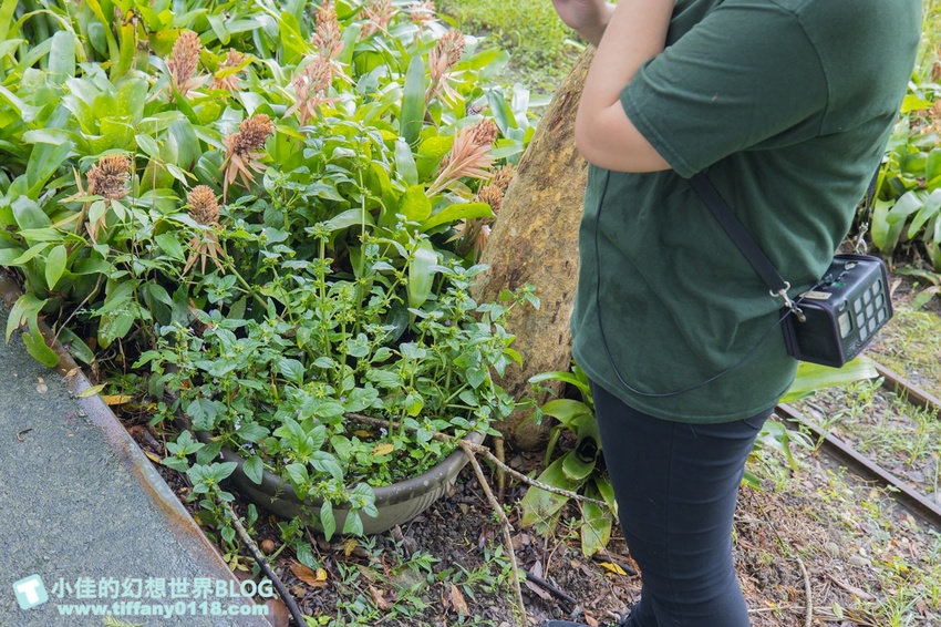 [宜蘭員山景點]跟團可以這樣玩/勝洋休閒農場+可達休閒羊場/生態瓶+水草麵條DIY/餵羊餵兔子還有好多可愛小動物
