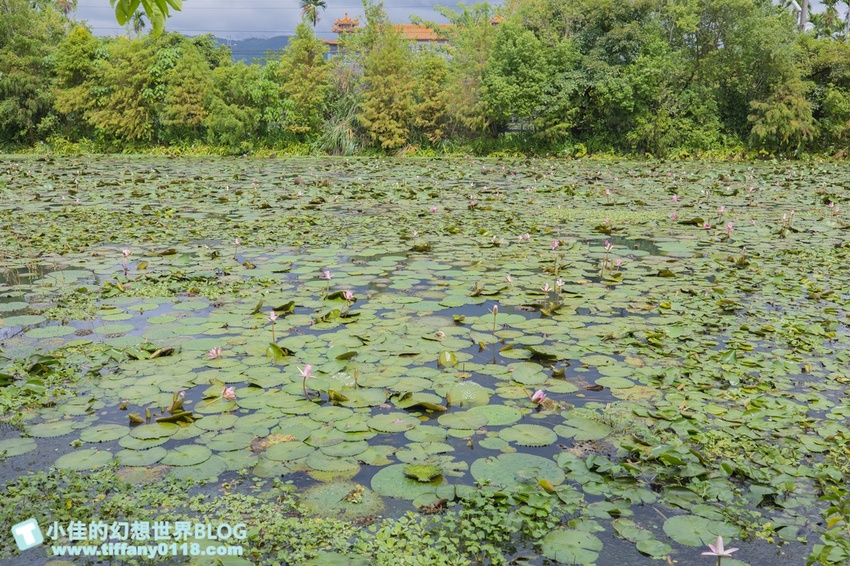 [宜蘭員山景點]跟團可以這樣玩/勝洋休閒農場+可達休閒羊場/生態瓶+水草麵條DIY/餵羊餵兔子還有好多可愛小動物