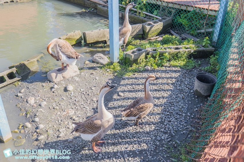 [宜蘭員山景點]跟團可以這樣玩/勝洋休閒農場+可達休閒羊場/生態瓶+水草麵條DIY/餵羊餵兔子還有好多可愛小動物