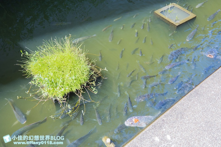 [宜蘭員山景點]跟團可以這樣玩/勝洋休閒農場+可達休閒羊場/生態瓶+水草麵條DIY/餵羊餵兔子還有好多可愛小動物