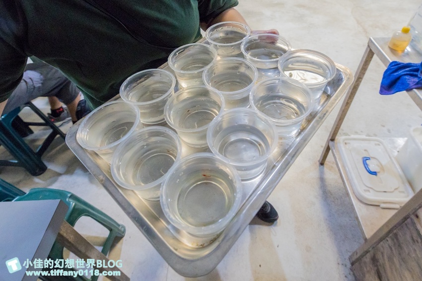 [宜蘭員山景點]跟團可以這樣玩/勝洋休閒農場+可達休閒羊場/生態瓶+水草麵條DIY/餵羊餵兔子還有好多可愛小動物