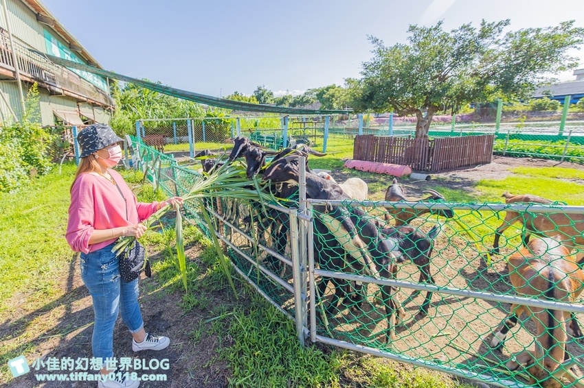 [宜蘭員山景點]跟團可以這樣玩/勝洋休閒農場+可達休閒羊場/生態瓶+水草麵條DIY/餵羊餵兔子還有好多可愛小動物
