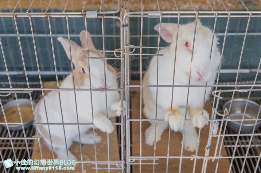 [宜蘭員山景點]跟團可以這樣玩/勝洋休閒農場+可達休閒羊場/生態瓶+水草麵條DIY/餵羊餵兔子還有好多可愛小動物