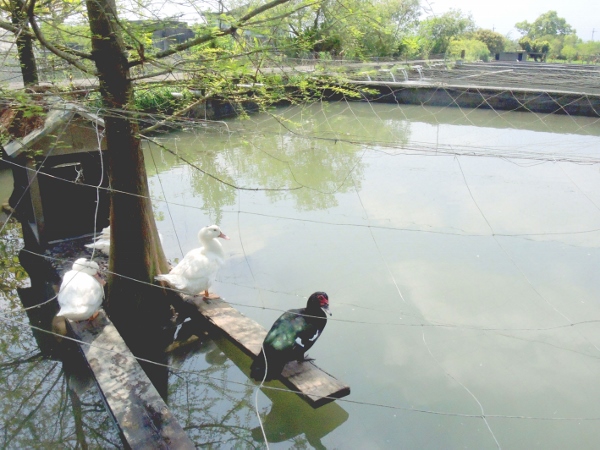 宜蘭員山)勝洋休閒農場- 來去宜蘭郊遊吧！(上)