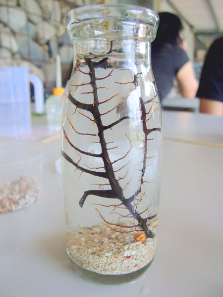 宜蘭員山)勝洋休閒農場- 來去宜蘭郊遊吧！(上)