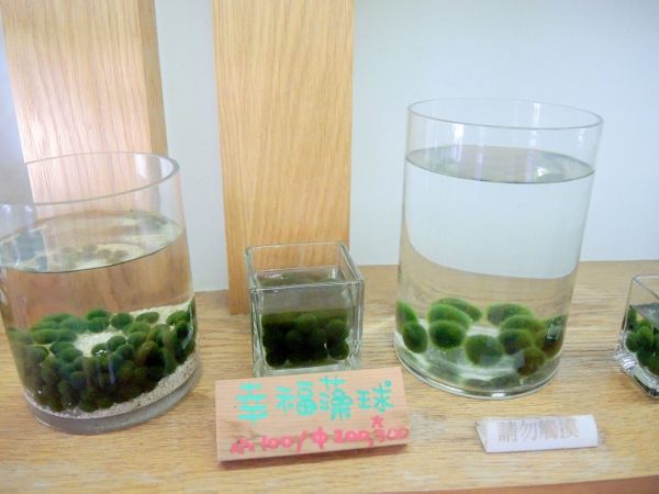 宜蘭員山)勝洋休閒農場- 來去宜蘭郊遊吧！(上)