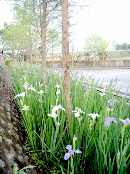 宜蘭員山)勝洋休閒農場- 來去宜蘭郊遊吧！(上)