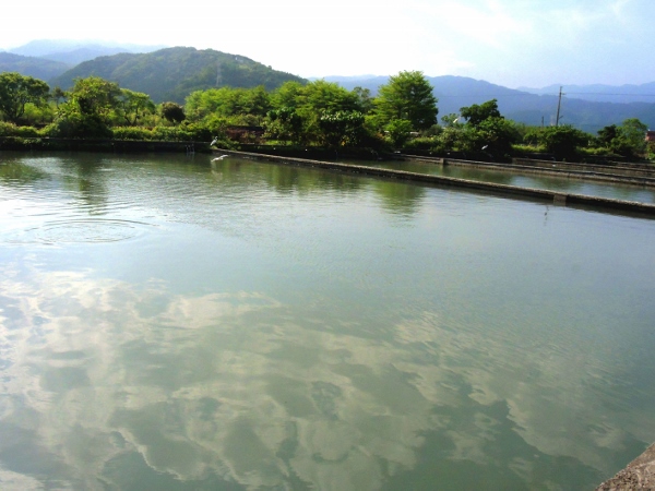 宜蘭員山)勝洋休閒農場- 來去宜蘭郊遊吧！(上)