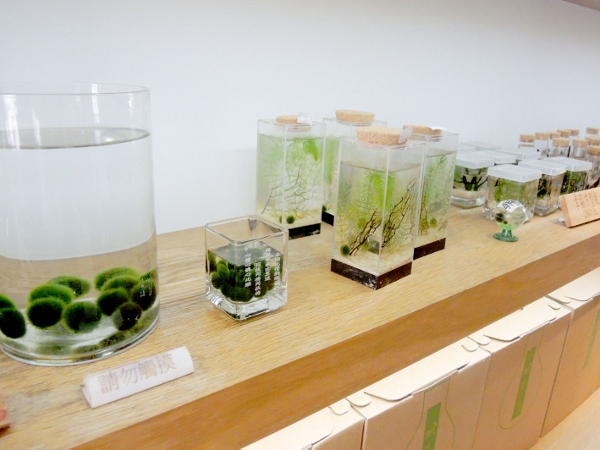 宜蘭員山)勝洋休閒農場- 來去宜蘭郊遊吧！(上)