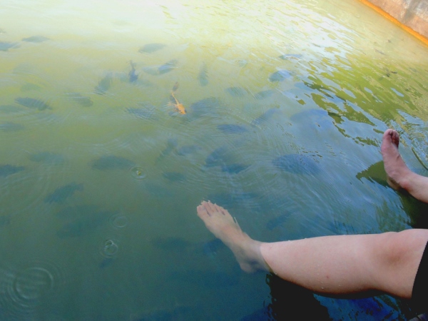 宜蘭員山)勝洋休閒農場- 來去宜蘭郊遊吧！(上)