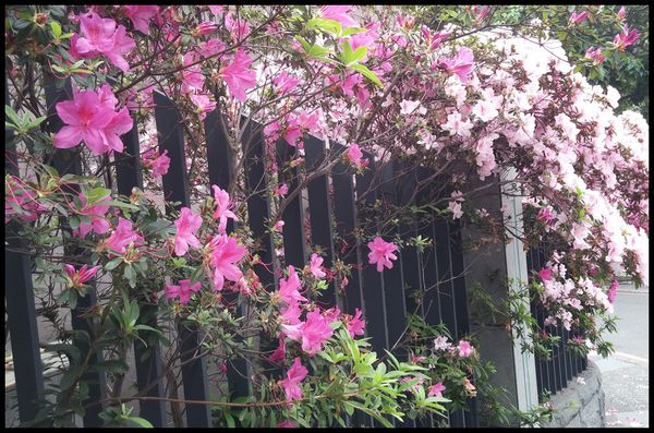 『遊』「捷運新北投」☆ 北投春天酒店 ☆ 三月春泡溫泉暖身