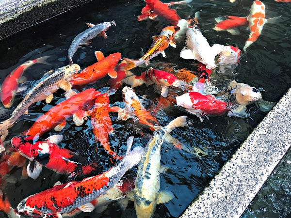 日光行館：日光行館