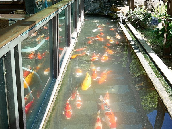 日光行館:日光行館-新北淡水景觀餐廳 同時也是親子餐廳和寵物友善餐廳 非常適合小家庭的親子住宿 安排淡水親子一日遊 順便來這邊接近大自然