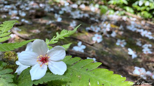 0502 3-瑪西桐花11.jpg