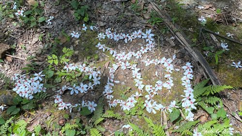 0502 3-瑪西桐花09.jpg