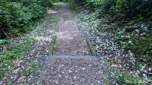 0502 3-瑪西桐花13.jpg