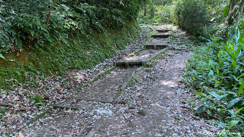 0502 3-瑪西桐花08.jpg