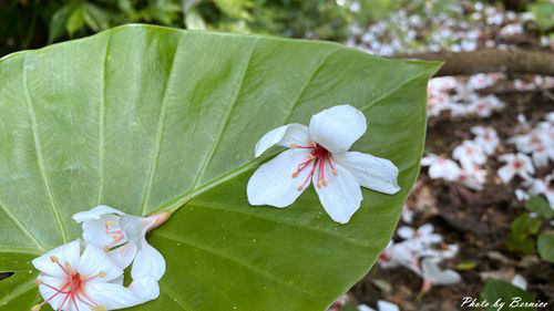 0502 3-瑪西桐花03.jpg