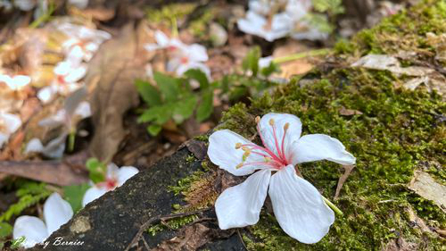 0502 3-瑪西桐花12.jpg