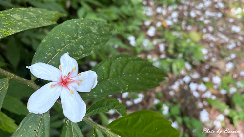 0502 3-瑪西桐花14.jpg