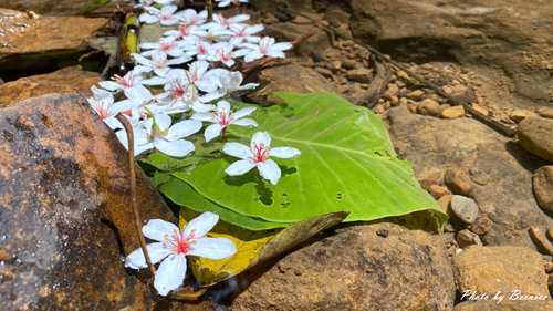 0502 3-瑪西桐花15.jpg
